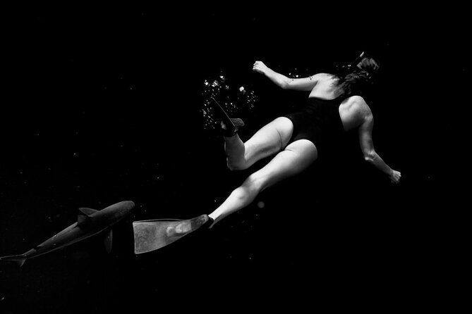 Shark-Dive Tour on Oahu's North Shore - What to Expect on the Tour