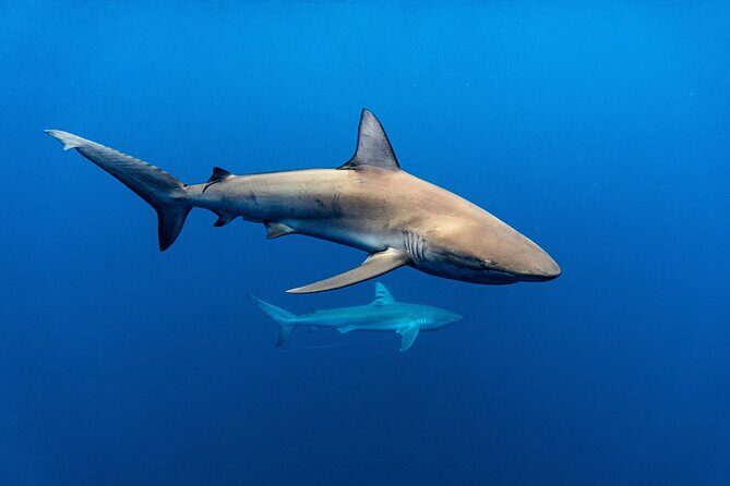 Shark Diving and Snorkeling in Oahu Hawaii - Who Is This Tour Best For?