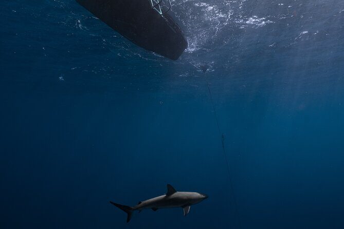 Shark Diving and Snorkeling in Oahu Hawaii - Frequently Asked Questions