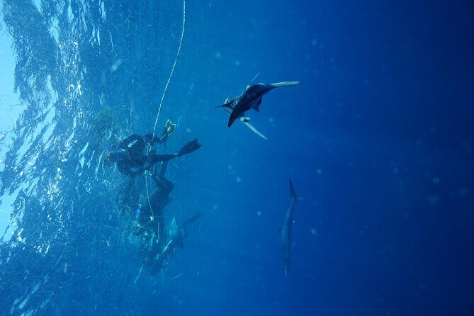 Shark Guided Diving Los Cabos - The Experience from the Participants’ Perspective