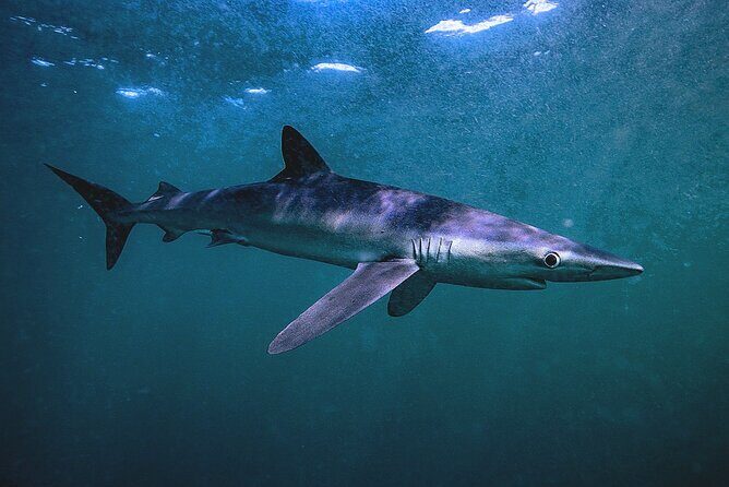 Shark Guided Diving Los Cabos - Final Thoughts: Is This Tour Right For You?