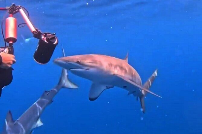 Shark Guided Diving Los Cabos - FAQ