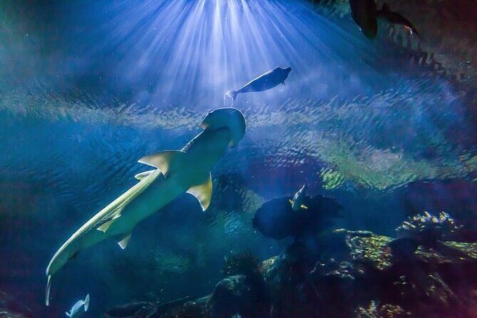 Shark Reef at Mandalay Bay Hotel and Casino - Exploring Shark Reef at Mandalay Bay Hotel and Casino: A Practical Review