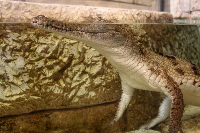 Shark Reef at Mandalay Bay Hotel and Casino - What the Reviews Say