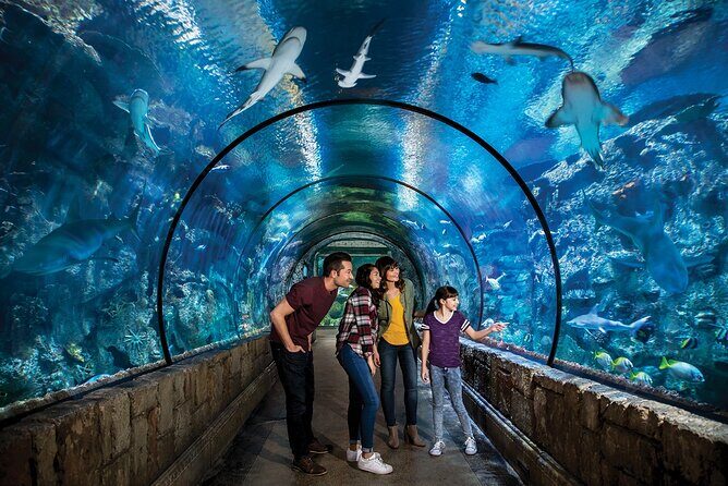 Shark Reef at Mandalay Bay Hotel and Casino - Practical Tips for Visiting
