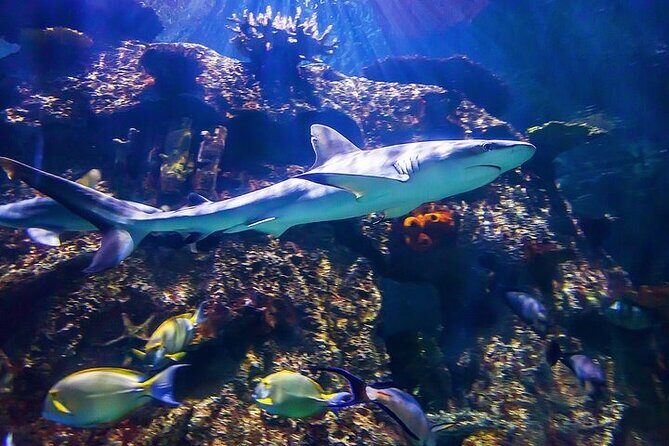 Shark Reef at Mandalay Bay Hotel and Casino - FAQs