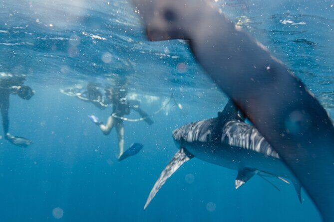 Shark Safari in San Jose del Cabo - What Makes the Shark Safari in San Jose del Cabo Special?