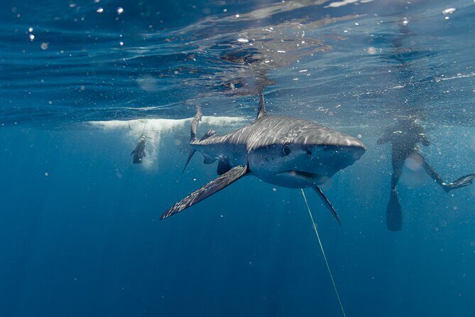Shark Safari in San Jose del Cabo - Is It Worth the Price?