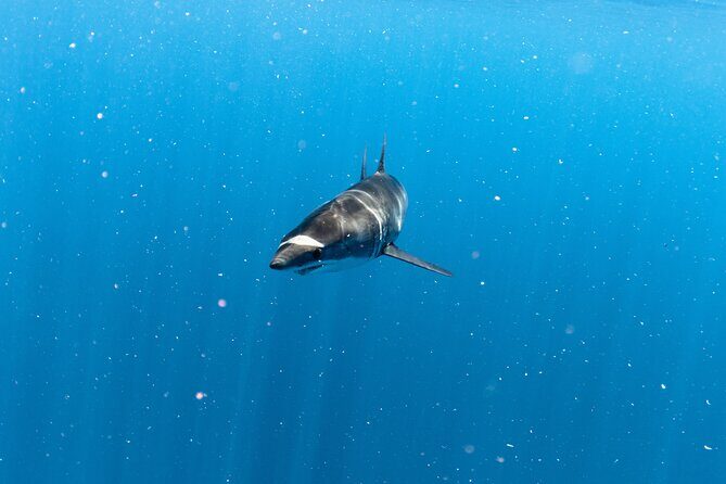 Shark Safari in San Jose del Cabo - Who Will Love This Tour?