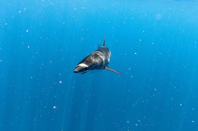 Shark Safari in San Jose del Cabo - Final Thoughts