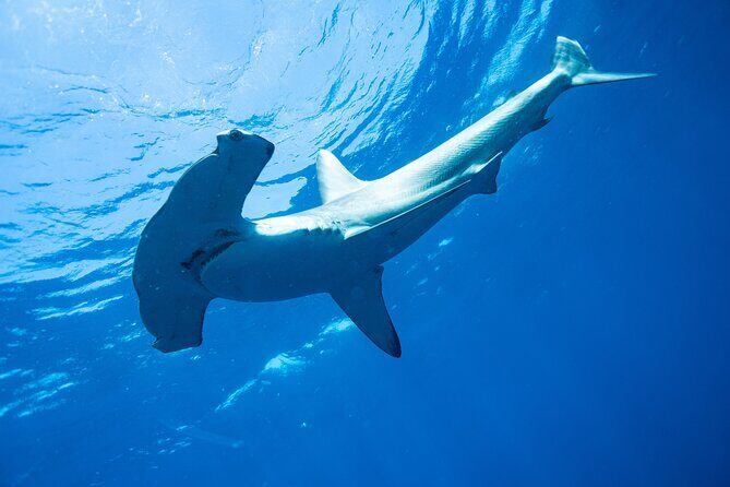 Shark Safari & Snorkel Adventure in Cabo San Lucas - What to Expect from the Shark Safari & Snorkel Adventure