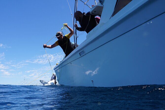 Shark Safari & Snorkel Adventure in Cabo San Lucas - The Sum Up