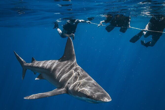 Shark Snorkeling Experience in South Florida - What to Expect from the Shark Snorkeling Trip