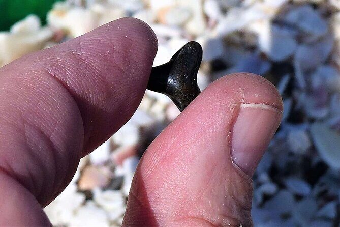 Shark Tooth and Shell Hunting Tour in Charleston, SC - Exploring the Details of the Shark Tooth & Shell Hunting Tour