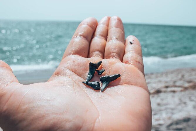 Shark Tooth and Shell Hunting Tour in Charleston, SC - The Sum Up
