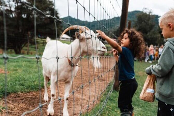 Sheep World and West Auckland Discovery Small Group Day Tour - Who Is This Tour Best For?