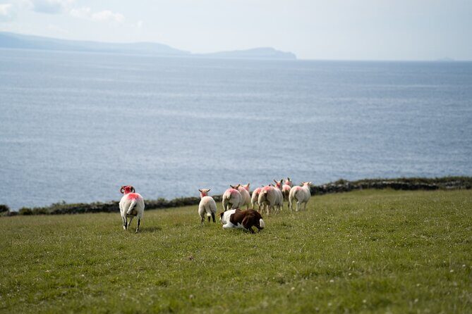 Sheepdog Demonstrions, Pet Lambs and Beehive Huts - An Overview of the Tour