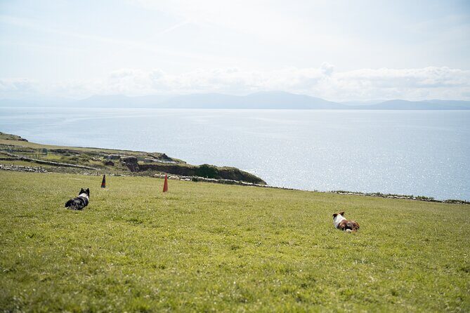 Sheepdog Demonstrions, Pet Lambs and Beehive Huts - Practical Info and Considerations