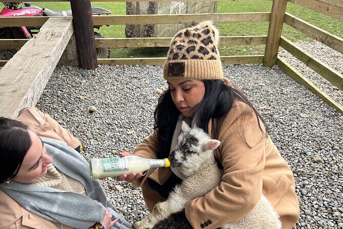 Sheepdogs in the countryside, authentic Dubliners city tour combo - Who Is This Tour Best For?