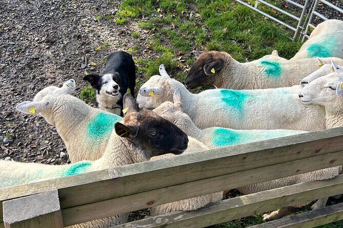 Sheepdogs in the countryside, authentic Dubliners city tour combo - Final Thoughts