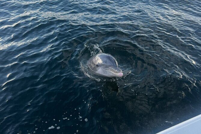 Shell Island Dolphin Sightseeing Boat Tour in Panama City Beach - Questions & Answers