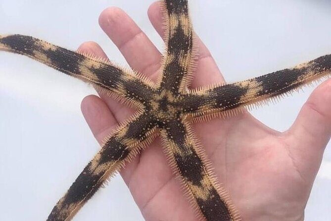 Shell Island Snorkel and Dolphin Catamaran Cruise with Island Time - Practical Tips for Your Trip