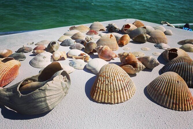 Shell Island Snorkel and Dolphin Catamaran Cruise with Island Time - Final Thoughts