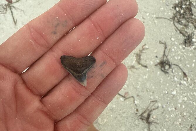 Shell Key Shelling Tour Discover Unique Treasures - St. Pete, FL - What to Expect on the Shell Key Shelling Tour