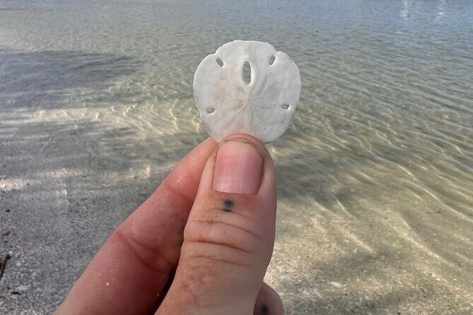 Shell Key Shelling Tour Discover Unique Treasures - St. Pete, FL - Practical Considerations