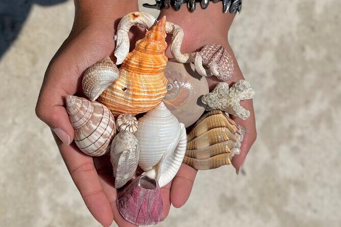 Shell Key Shelling Tour Discover Unique Treasures - St. Pete, FL - Authentic Traveler Insights