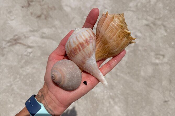 Shell Key Shelling Tour Discover Unique Treasures - St. Pete, FL - Who Is This Tour Best For?