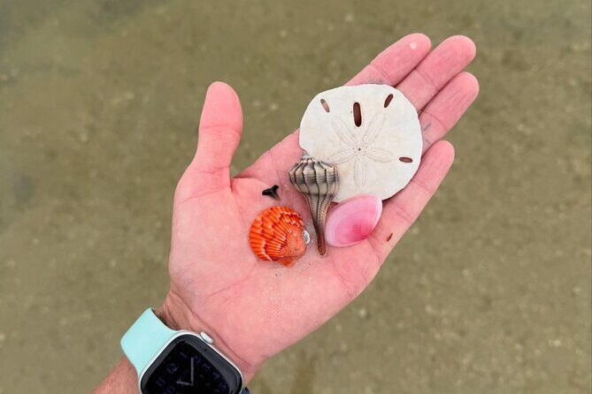 Shell Key Shelling Tour Discover Unique Treasures - St. Pete, FL - FAQs
