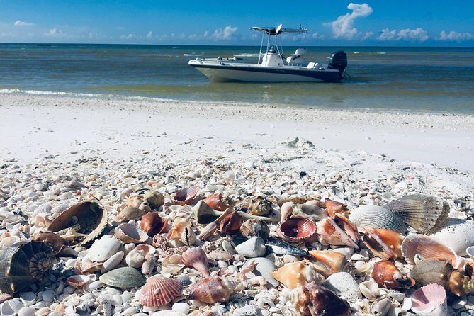Shelling Tours - Fort Myers Beach / Naples - A Genuine Look at the Shelling Tours from Fort Myers Beach