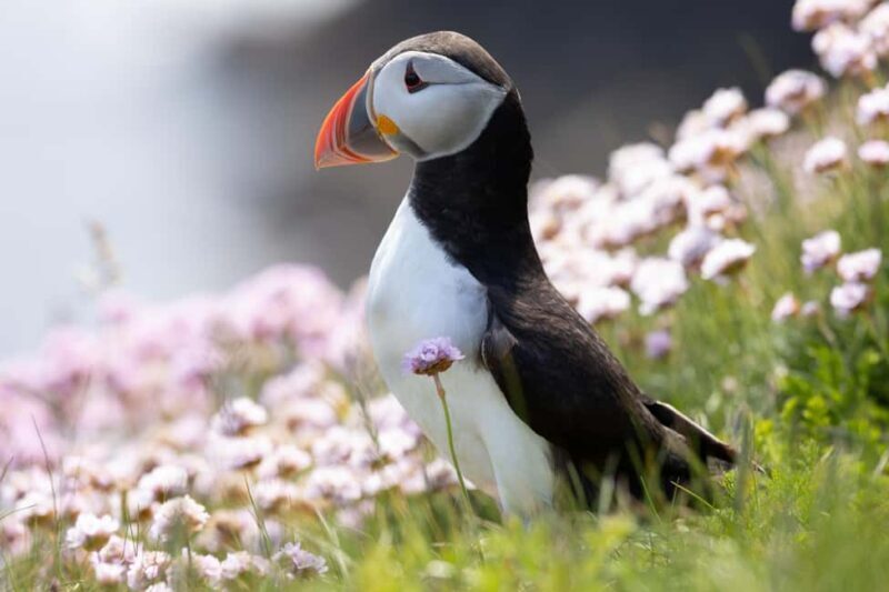 Shetland: St Ninians Isle, Jarlshof, and Sumburgh Head Tour - Key Points