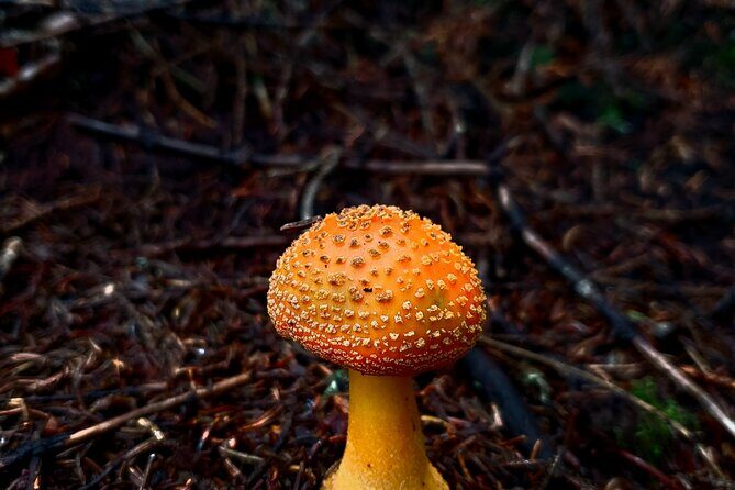 Shining Rock Guided Tour - Reaching Shining Rock Gap