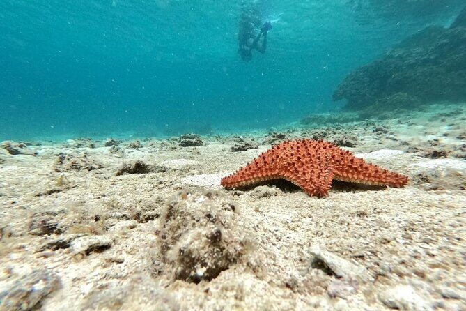 Shopping & Mexican Flavors with Transportation Included - Practical Details and Value