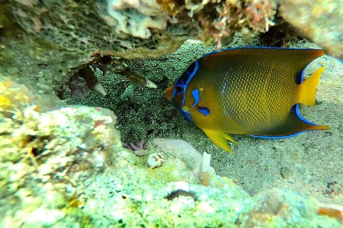 Shopping & Mexican Flavors with Transportation Included - Who Should Consider This Tour?