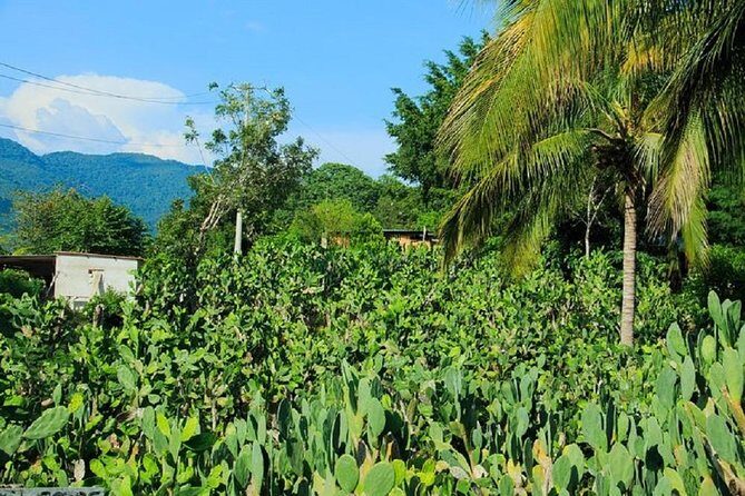 Shore Excursion Authentic Rural Mexican Experience - Frequently Asked Questions