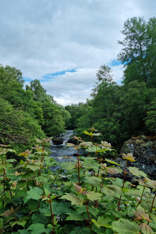 Shore excursion from Invergordon - Castles, Scenery & Whisky - Who Is This Tour Best For?