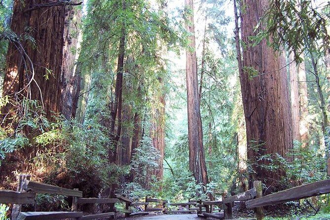 Shore Excursion: Guided Tour to Muir Woods with Roundtrip Journey - A Closer Look at the Itinerary