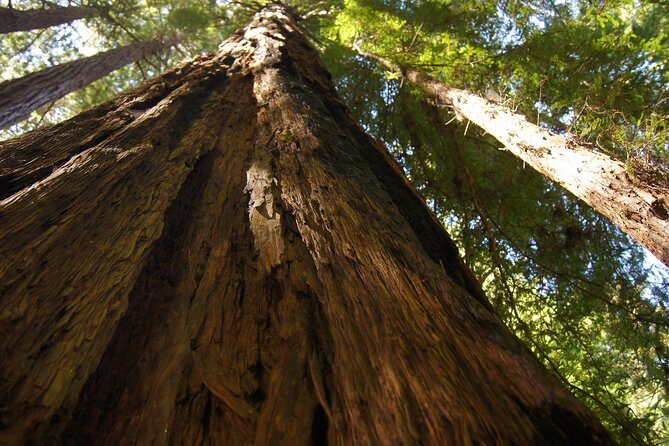 Shore Excursion: Guided Tour to Muir Woods with Roundtrip Journey - Final Thoughts