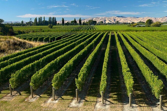 Shore Excursion Marlborough Wine Region Tour from Picton - A Closer Look at the Tour Itinerary