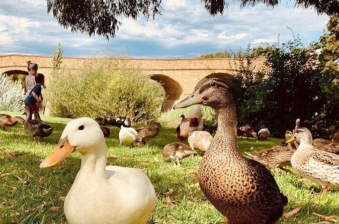 Shore Excursion - nipaluna (Hobart) Highlights - What Could Be Better?