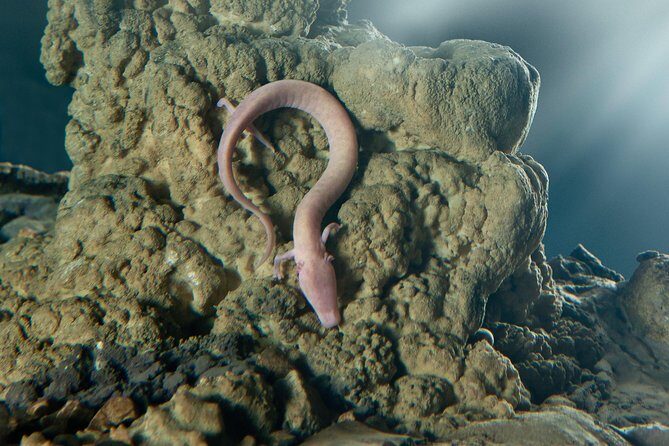 Shore Excursion to Postojna Cave - Slovenia's famous attraction - A Deep Dive into the Experience