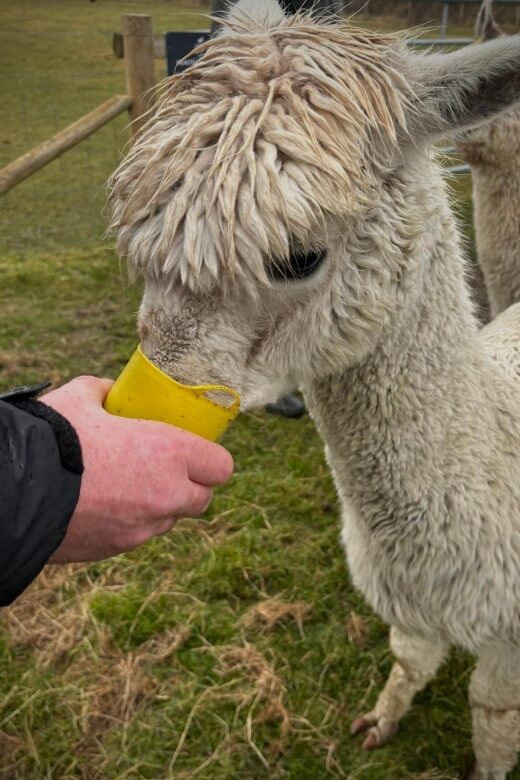 Shropshire: Alpaca Meet & Greet Intimate Alpaca Experience - Key Points