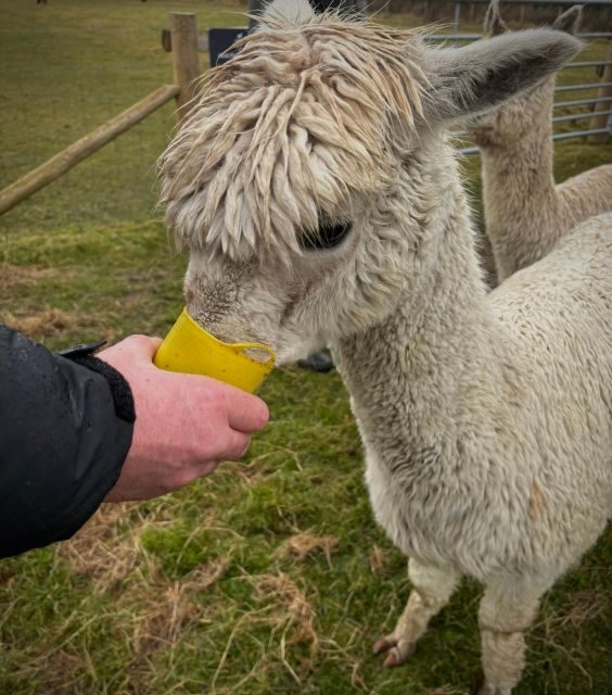 Shropshire: Alpaca Meet & Greet Intimate Alpaca Experience - Value for Money