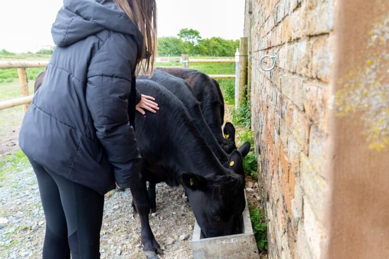 Shropshire: Meet the Mini Moos Cow Cuddling Experience - An Honest Look at What to Expect
