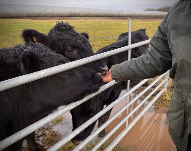 Shropshire: Meet the Mini Moos Cow Cuddling Experience - Final Thoughts