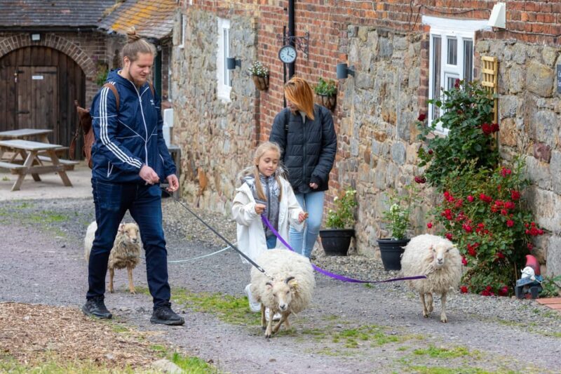 Shropshire: Sheep Trek with the Smallest Sheep in the World - What Is the Sheep Trek with the Smallest Sheep in the World?