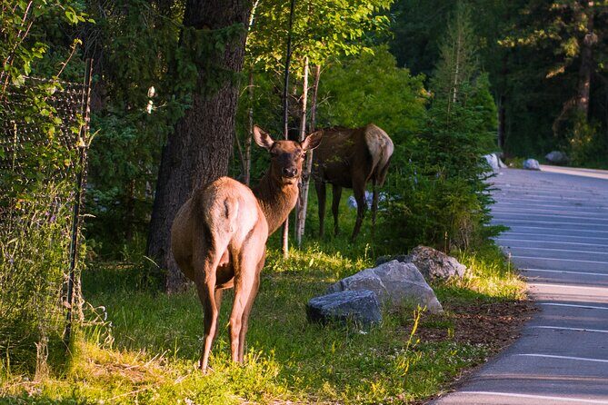 Shuttle Service between Canmore, Banff, Moraine Lake, Lake Louise - Final Thoughts